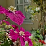 The Yoke And Self-catering Laois Pansiyon *