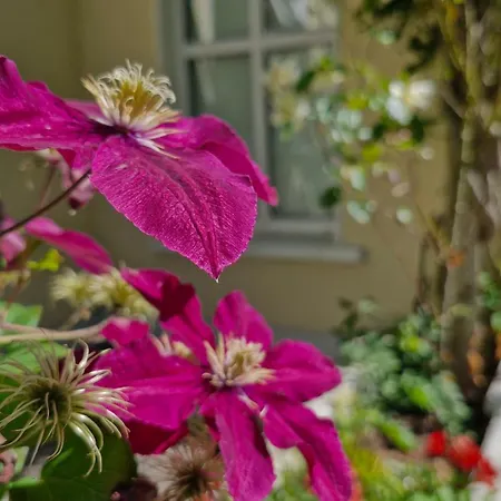 The Yoke And Self-catering Laois Alloggio in famiglia *