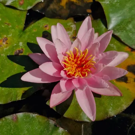The Yoke And Self-catering Laois Séjour chez l'habitant Ballybrittas