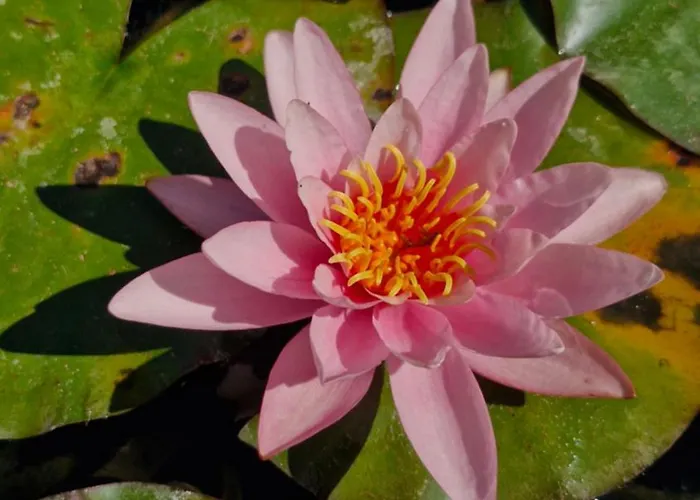 The Yoke And Self-catering Laois Habitación en casa particular Ballybrittas